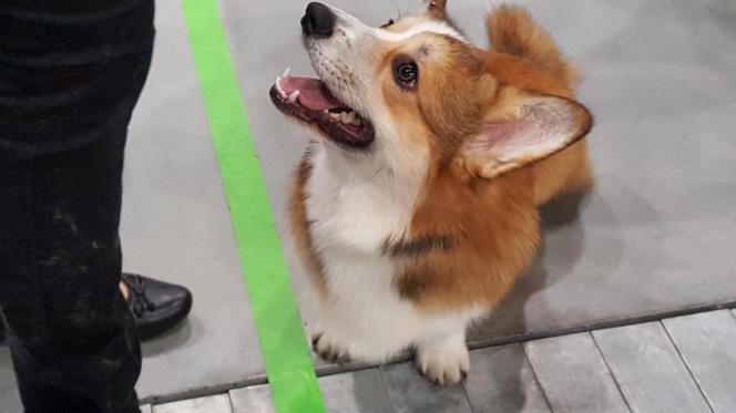 Tysiące psów i odwiedzających. II Międzynarodowa wystawa Psów Rasowych odbyła się w Bydgoszczy