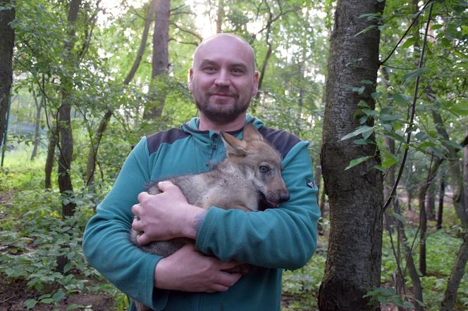 Poznań: Coraz więcej wilków mieszka w Nowym ZOO! To wzruszająca historia... 