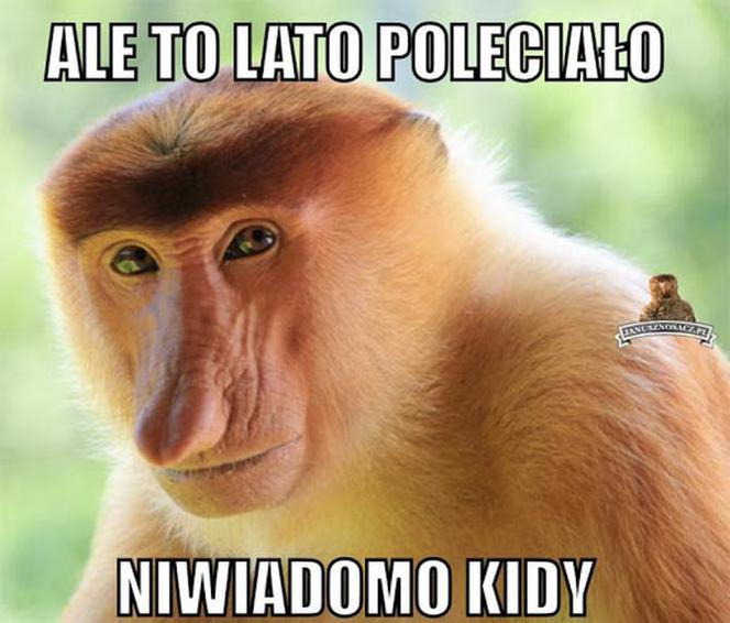 Równonoc jesienna 2020. Zobacz najlepsze memy na pierwszy dzień jesieni
