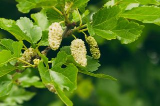 Morwa biała  - Morus alba