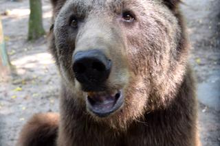 Niedźwiedź Baloo z poznańskiego zoo