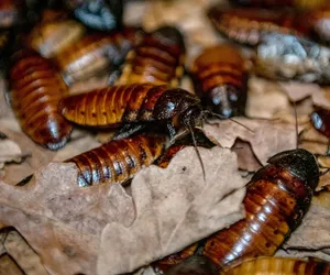Nazwij karalucha imieniem swojego ex! Orientarium ZOO Łódź z zaskakującą ofertą walentynkową