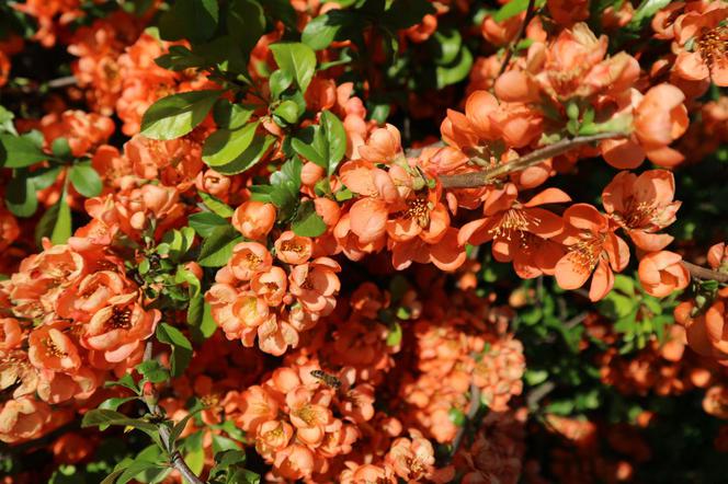 Pigwowiec japoński - Chaenomeles japonica