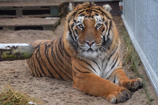 Zostań opiekunem zwierząt przez jeden dzień w poznańskim ZOO! 