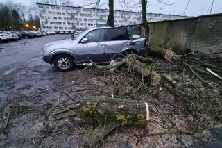 Powalone drzewa uszkodziły zaparkowane samochody