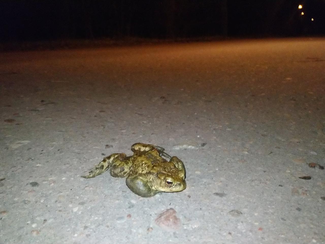 Ropuchom na ratunek! Strażnicy miejscy przybywają z pomocą na Golęcin