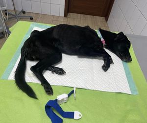 Pies zamknięty w piwnicy i skrajnie wychudzony. Pet Patrol: To żywy szkielet psa. Jest decyzja sądu ws. właścicielki