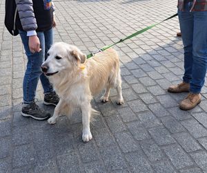 33. Finał WOŚP z grupą krakowskich Golden Retrieverów