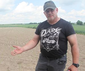 Żurawie zjadły mi kukurydzę