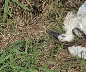 Żywioł nie oszczędził nawet bocianów. Nawałnica zabiła całą rodzinę
