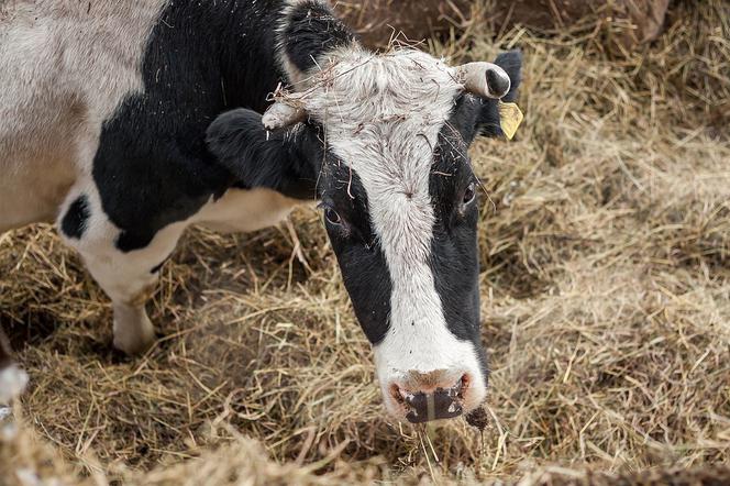 Podlasie: Gmina Rutki. 18 krów padło z głodu