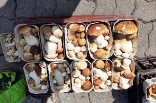 Ceny grzybów w Rzeszowie. Ile zapłacimy za kurki, prawdziwki czy borowiki?