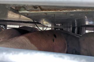 180 świń było przewożonych w niebezpiecznych warunkach