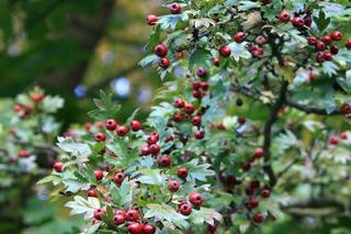 Głóg jednoszyjkowy - Crataegus monogyna