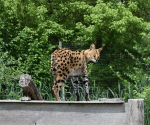 Gdzie jest Sasza? Egzotyczny kot na wolności!