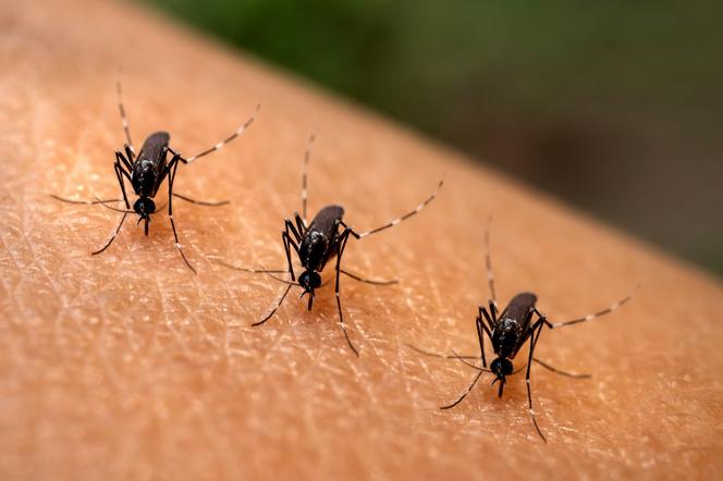 Inwazja morderczych komarów na Europę! Naukowcy radzą zamykać okna
