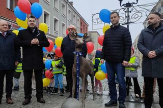 Jelonek stanął przy fontannie na ul. Długiej! Nowa atrakcja turystyczna Łomży poleca się do robienia zdjęć