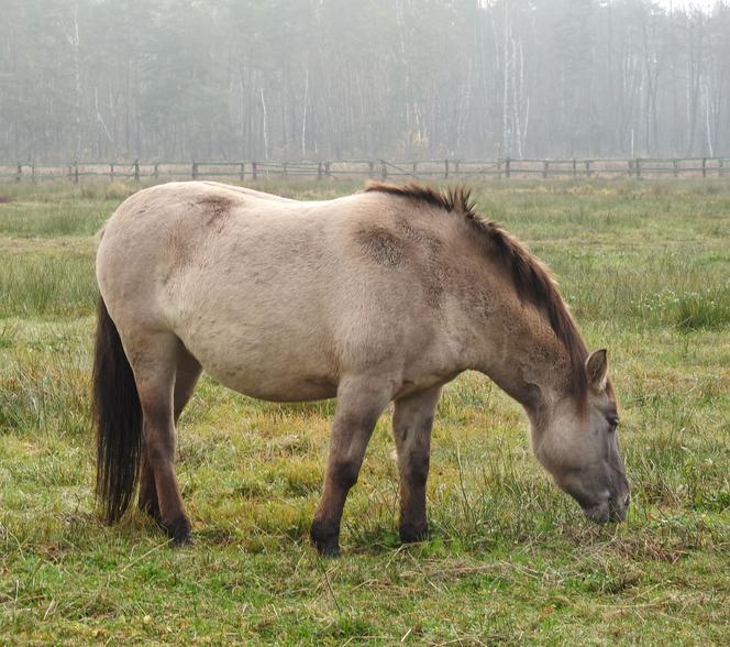 Koniki polskie w Nadleśnictwie Tuszyma zachorowały. To przez turystów?