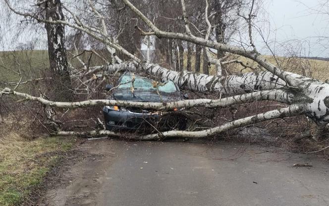 O włos od tragedii! Wielkie drzewo spadło na samochód. Kobieta przeżyła, bo zrobiła coś niesamowitego [FOTO]