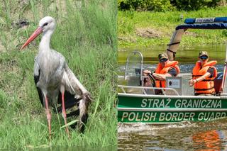 Niecodzienna interwencja. Straż graniczna pomogła bocianowi ze złamanym skrzydłem