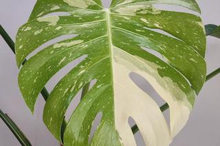 Monstera deliciosa 'Thai Constellation'