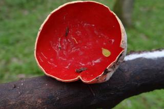 Jakie grzyby zbierać wiosną? Które pojawiają się w kwietniu i w maju?