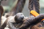 W łódzkim zoo przyszedł na świat leniwiec