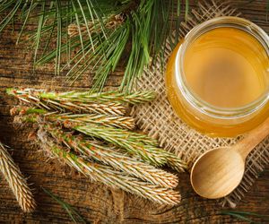 Przepis na syrop z sosny. Jak zrobić syrop z młodych pędów sosny?