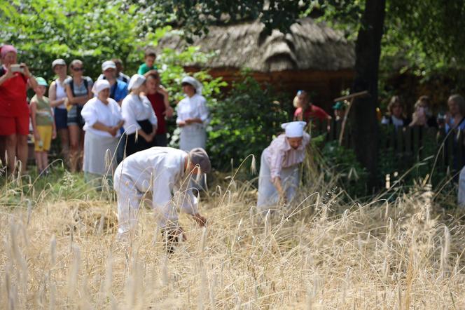 Tak wyglądało kiedyś żniwowanie na polskiej wsi