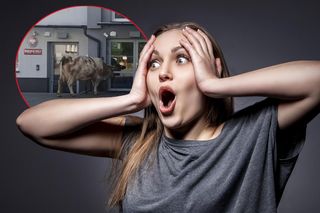 Krowa pod komisariatem policji! Mieszkańcy zdębieli. Dowód w sprawie...