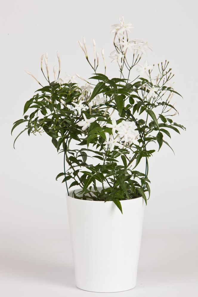 Rosliny doniczkowe na podporach