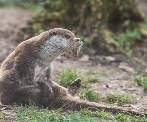 Dni Odry we wrocławskim zoo