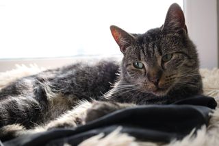 Schronisko dla zwierząt w Olsztynie oczami wolontariuszy