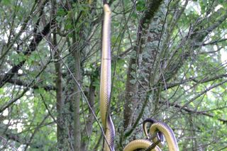 Eskulap: Jedyny polski wąż, który wspina się po drzewach