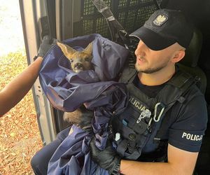 Policjanci uratowali tonącą sarenkę