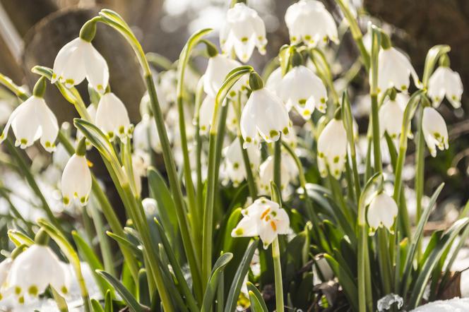 Śnieżyca wiosenna - Leucojum vernum