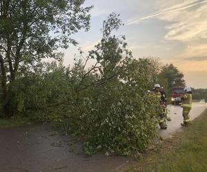 Podlaskie. Ponad 200 niedzielnych interwencji strażaków w związku z silnym wiatrem i burzami