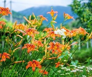 Jak uprawiać liliowce w ogrodzie? Cenne wskazówki