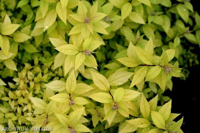 Rośliny o kolorowych liściach do ogrodu. ZDJĘCIA