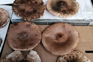 To ostatni moment na grzyby. Jakie są ceny gąsek, rydzów i kozaków w listopadzie w Krakowie?