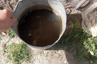 Zgotowali piekło 16-letniemu psu. Właściciel: „Nie będę mu stawiał kanapy i piekł tortu”