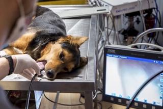 Szukali kości w gardle