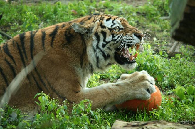 Zaatakowali tygrysy w poznańskim zoo. Zwierzęta były dźgane kijem