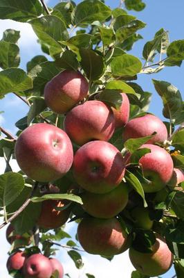 Szczepienie jabłoni