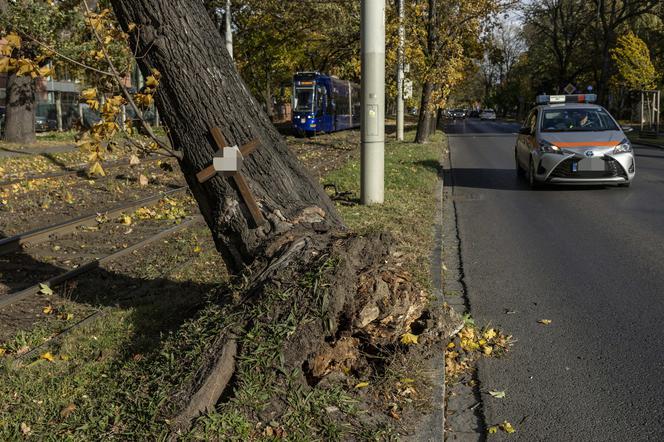 Silny wiatr przewracał drzewa i zrywał dachy