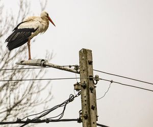 Koniec bocianich wakacji! Ornek pędził do Polski, aby uwić gniazdko dla ukochanej