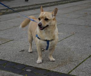 Wielki marsz adopciaków w Radomiu