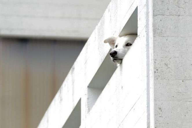 Białystok: Wyrzucił psa przez balkon. Zapadł wyrok