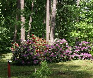 Leśne arboretum w Kudypach otwarte dla zwiedzających [ZDJĘCIA]