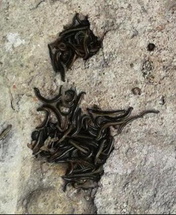 Krocionogi nie dają żyć mieszkańcom Strzemieszyc